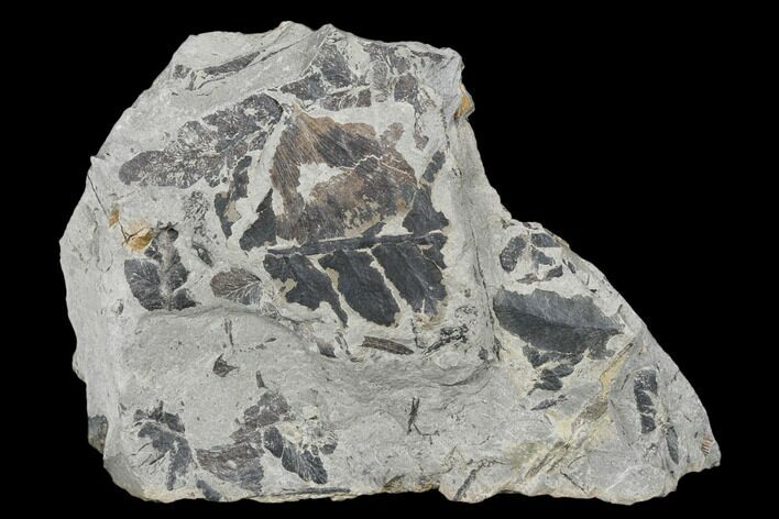 Fossil Fern (Neuropteris & Macroneuropteris) Plate - Kentucky #176782